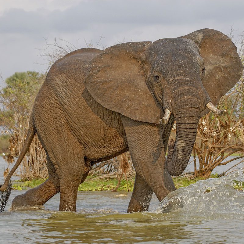 Safaris-Okavango-tanzanie-reserve-de-selous-galerie-1