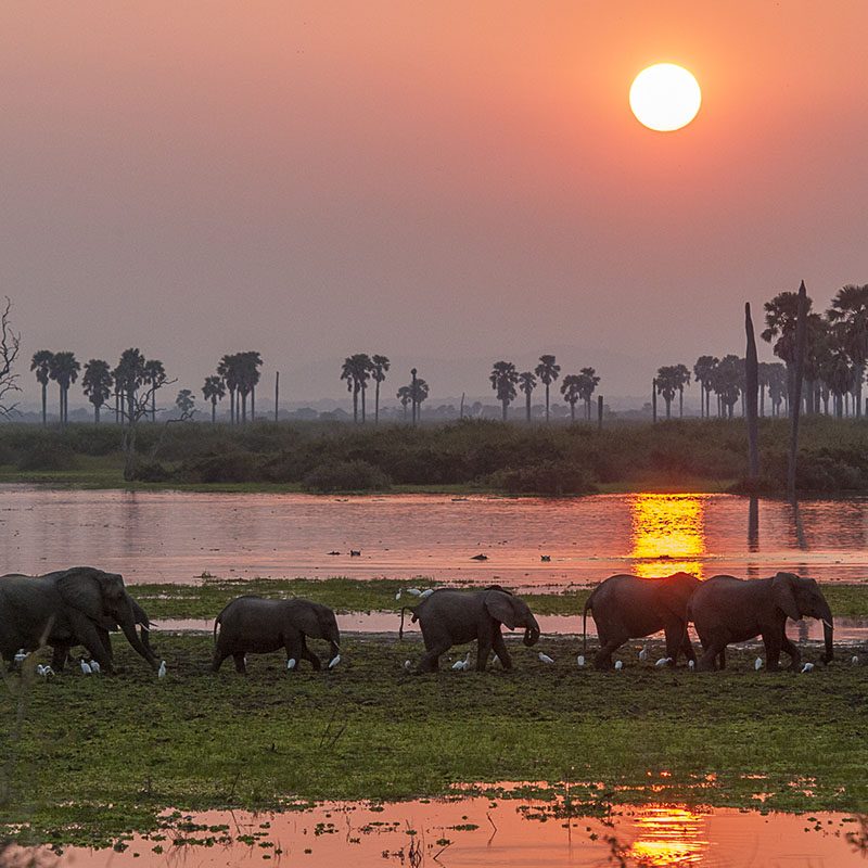 Safaris-Okavango-tanzanie-reserve-de-selous-galerie-5